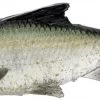 Savage Gear Pulse Tail Shiner LT Swimbait - Green Back